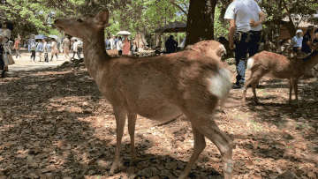 奈良公园镜头中的当地人奈良的鹿 根据背脊颜色可以作 穷游网