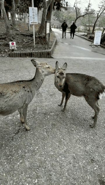 日本奈良公园终于看到奈良小鹿了 不过有个小 特别坏 穷游网