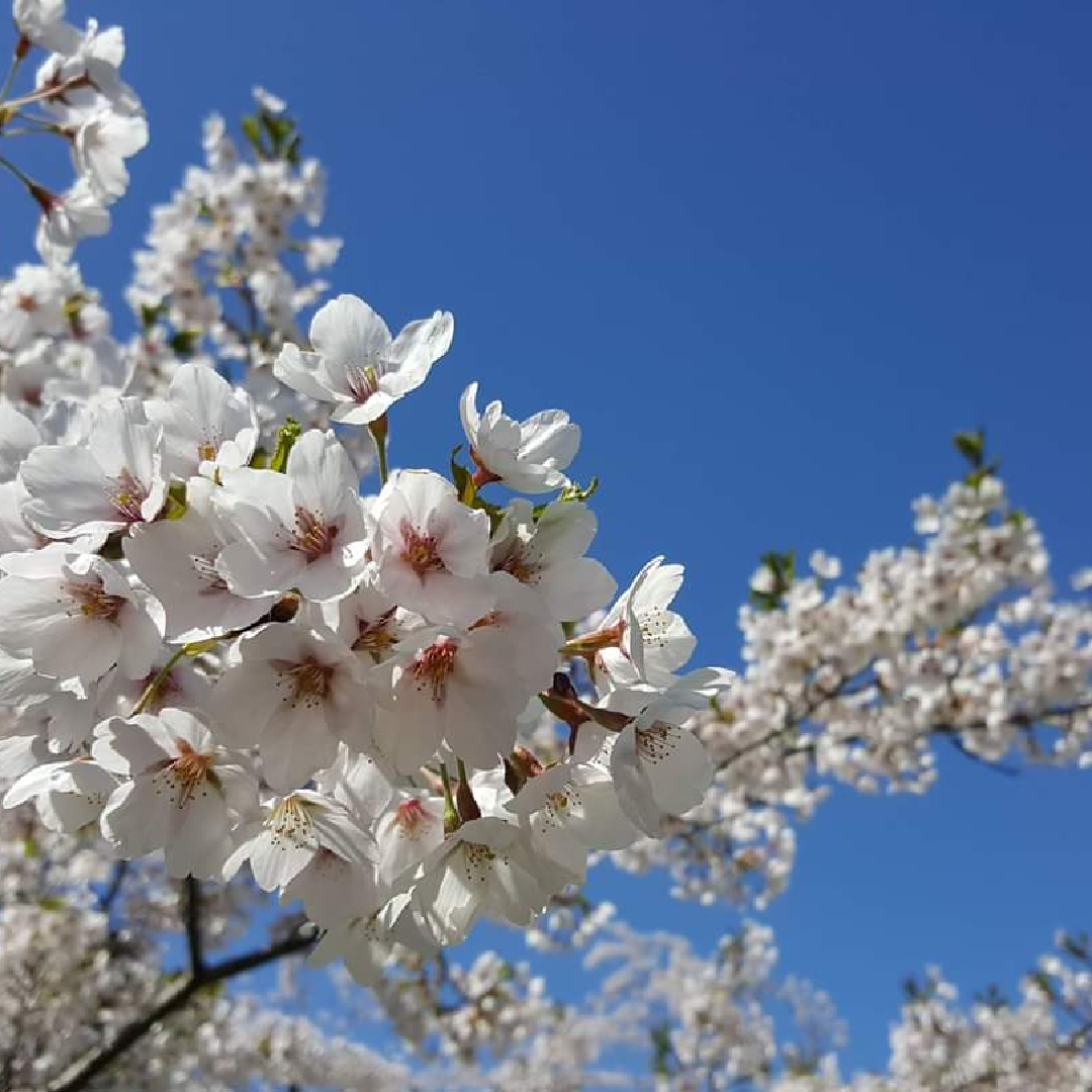 北海道旅游攻略 雪之美术馆北海道 穷游网