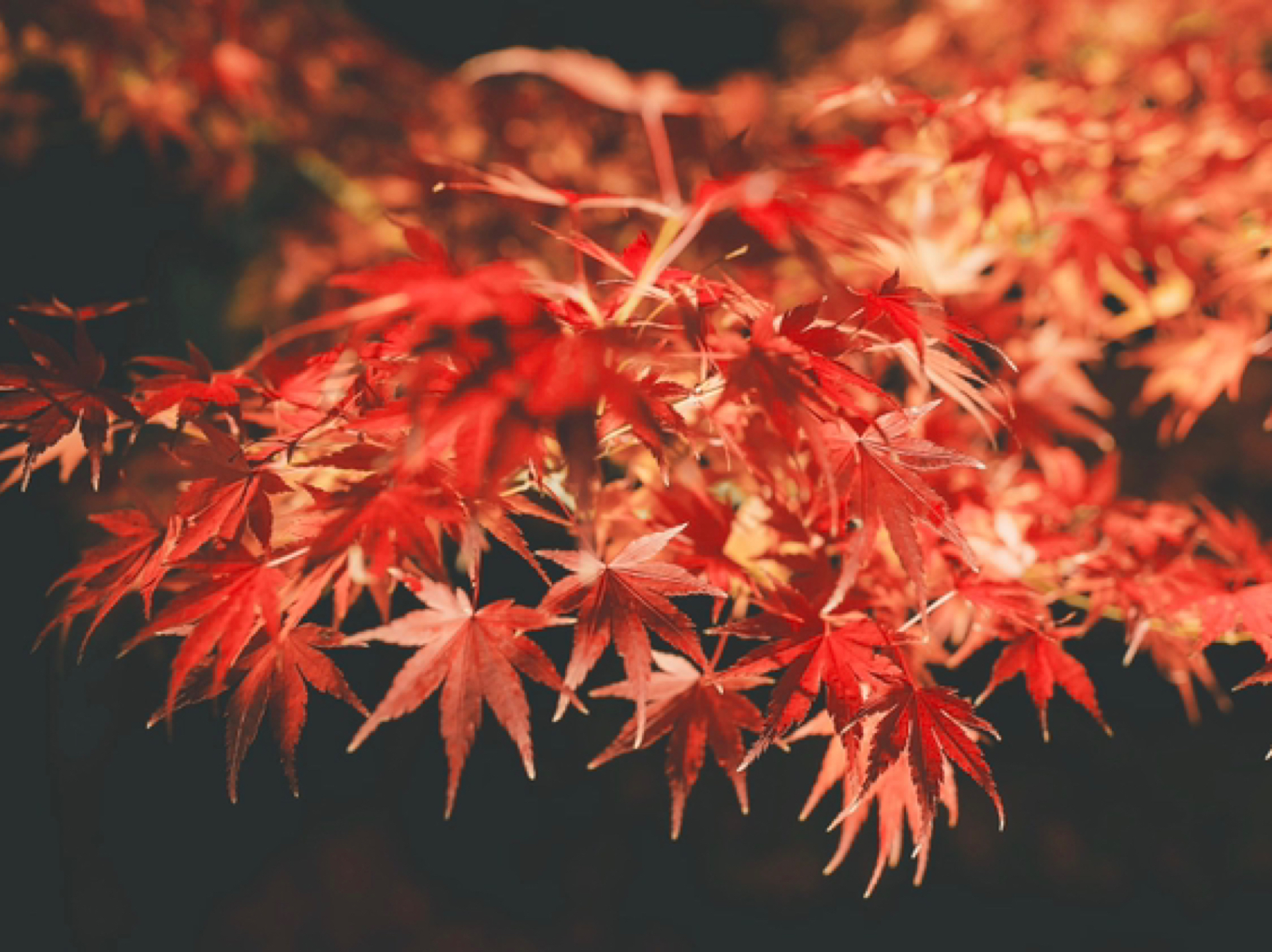 梅小路公园景点观光攻略 梅小路公园地址 梅小路公园门票查询预订 穷游网移动版