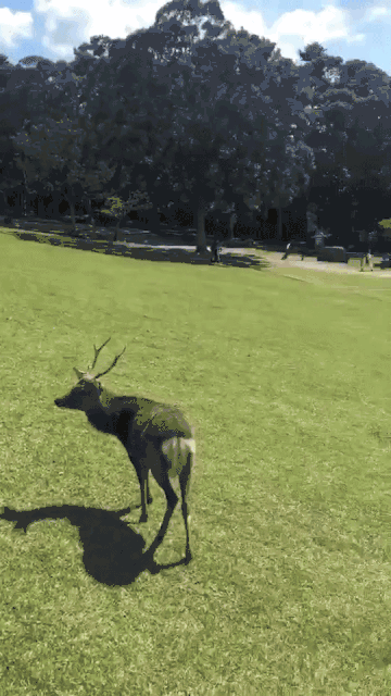 奈良公园镜头中的当地人奈良的鹿 根据背脊颜色可以作 穷游网
