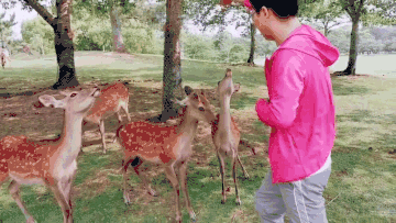 奈良旅游攻略 奈良公园鹿儿们 没有游客打扰的鹿们的 真实生活状态 穷游网