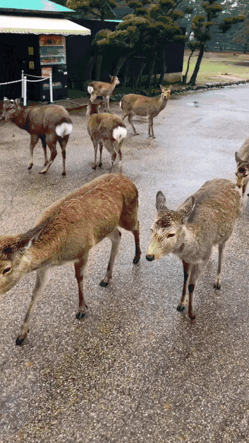 日本奈良公园终于看到奈良小鹿了 不过有个小 特别坏 穷游网