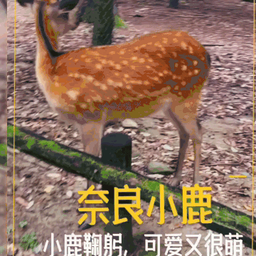 奈良旅游攻略 为什么奈良有这么多鹿呢 穷游网