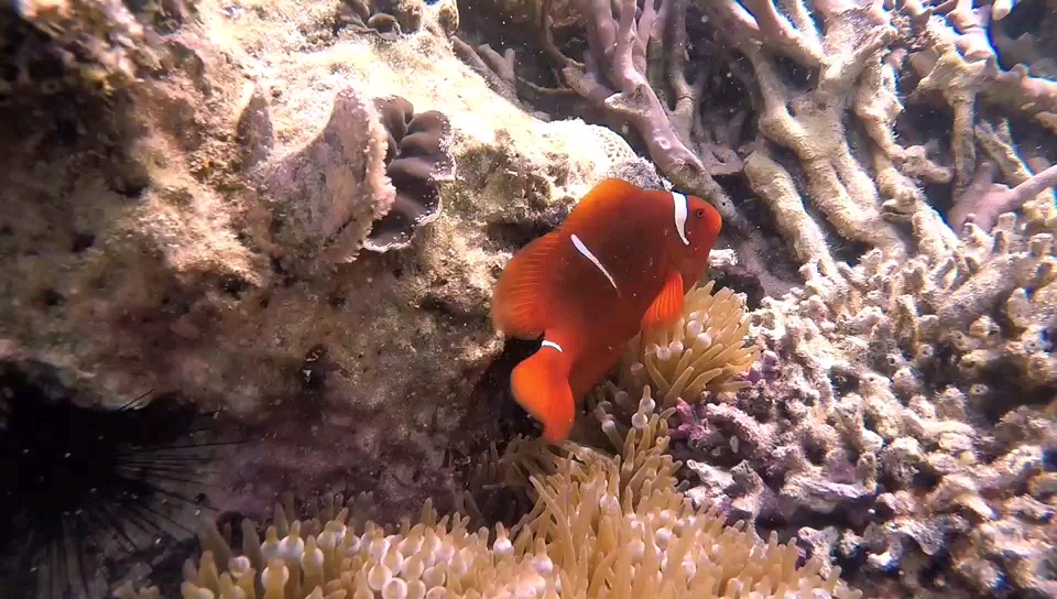 菲律宾科隆旅游攻略 吕宋珊瑚花园菲律宾科隆珊瑚花园 穷游网